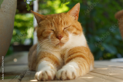Fototapeta Naklejka Na Ścianę i Meble -  くつろぐ茶猫