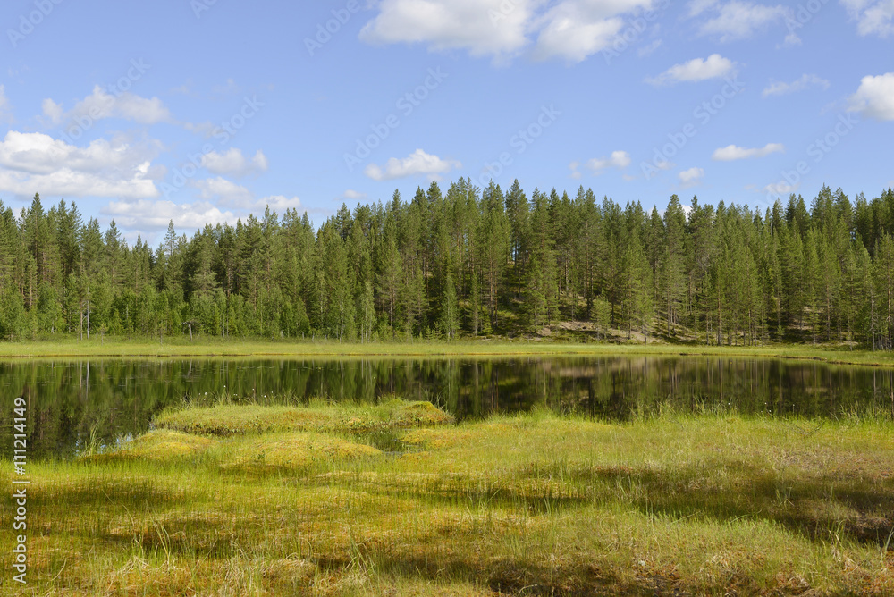 Fototapeta premium Summer landscape with a lake and swamp. Northern Finland