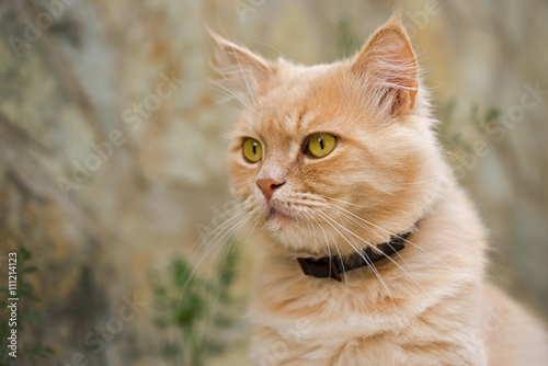 Fototapeta Naklejka Na Ścianę i Meble -  ginger persian cat outdoor portrait