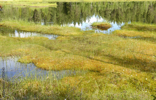 Summer landscape with a lake and swamp. Northern Finland photo