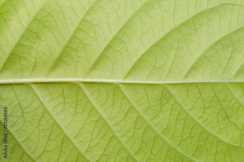 Macro texture of green leaf