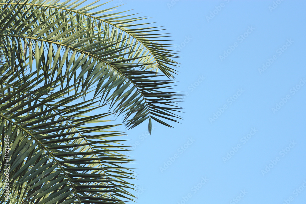 Leaves of palm tree on sky background