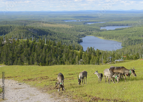 Reindeer in the mountains. Northern Finland © valeriyap