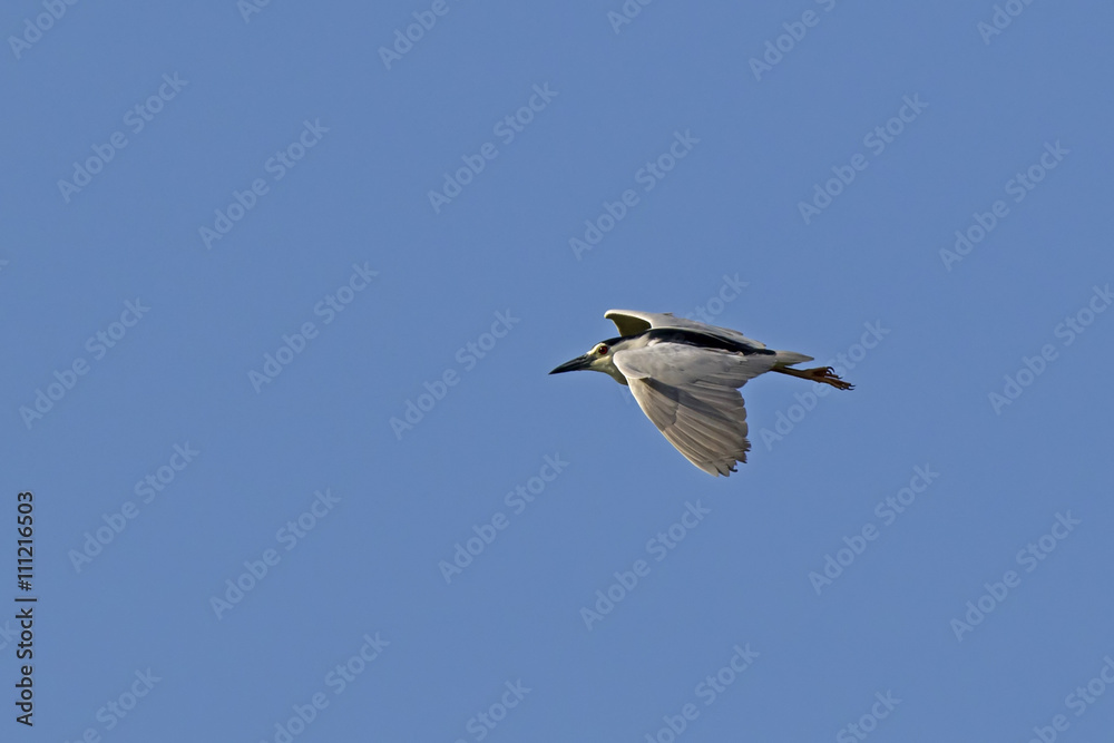 Black-crowned Night Heron (Nycticorax nycticorax) Bundala National Park, Sri Lanka Black-crowned Night Heron (Nycticorax nycticorax) Bundala National Park, Sri Lanka