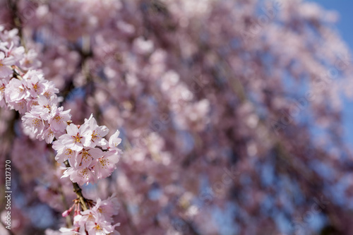 枝垂れ桜の花のアップ photo