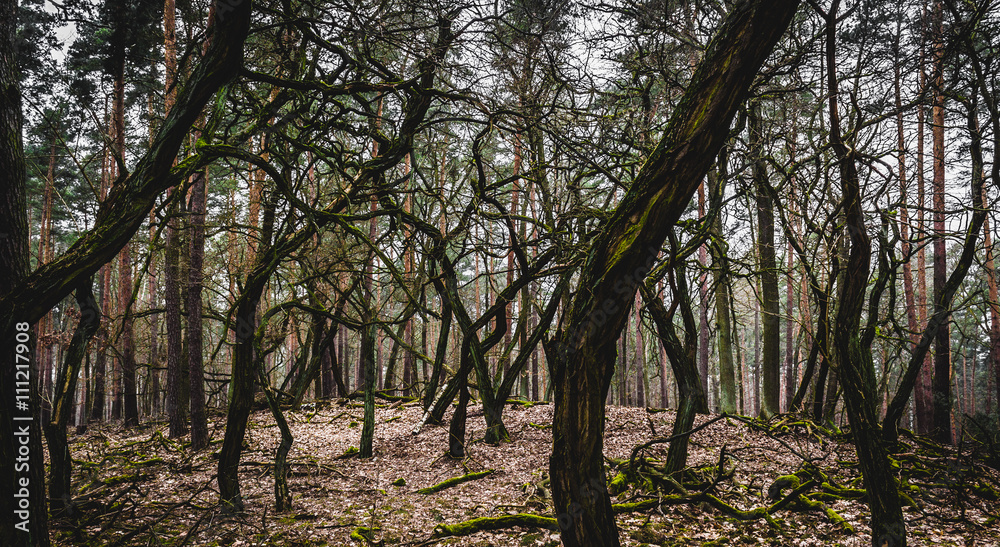 Fototapeta premium Grove of oddly shaped trees