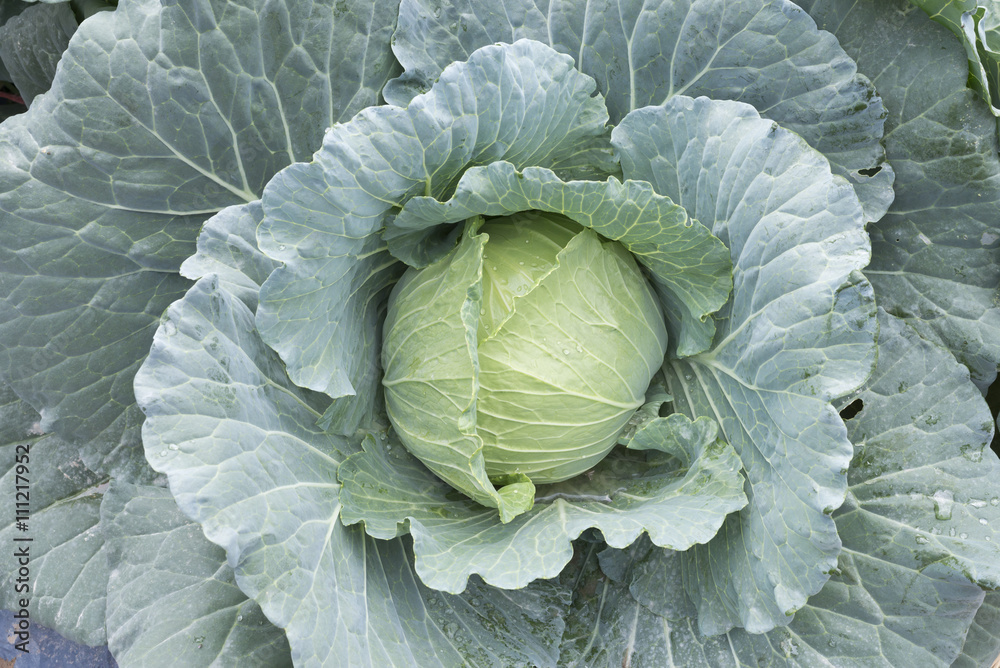 Fototapeta premium cabbage