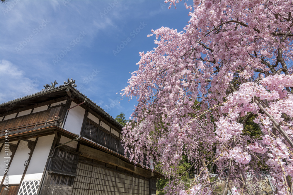 旧座光寺小学校校舎をバックに舞台桜の花