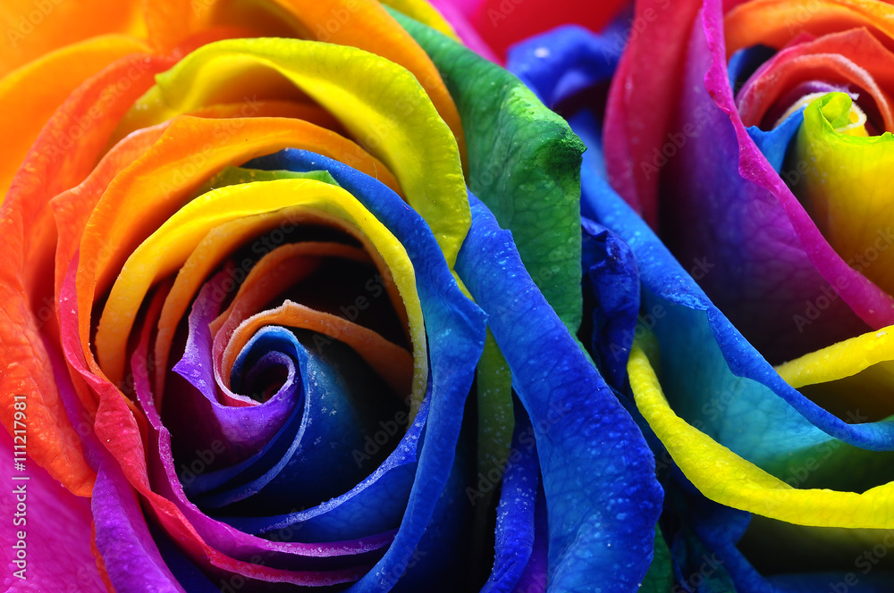 Fototapeta Rainbow rose lub szczęśliwy kwiat
