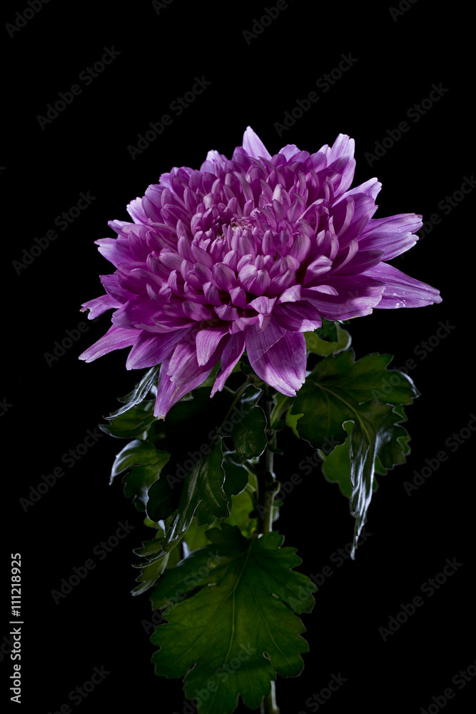 Flower of pink chrysanthemum Flower of pink chrysanthemum