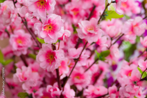 Sakura flowers blooming blossom in Chiang Mai, Thailand