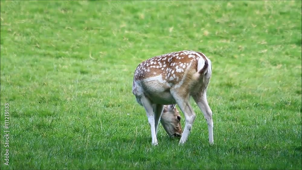 closeup young fallow deer in summer
closeup young fallow deer in summer