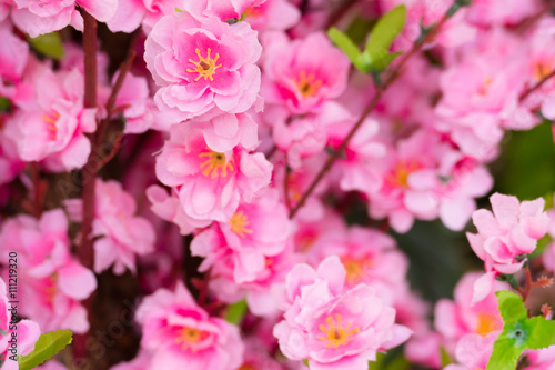 Sakura flowers blooming blossom in Chiang Mai  Thailand