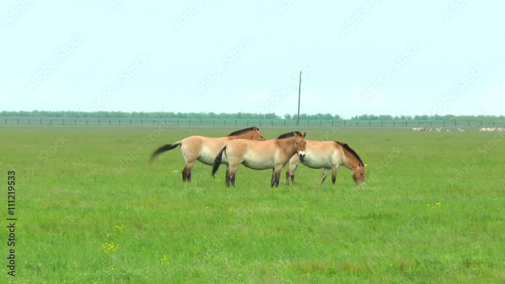 Three female Przewalski horses grazing in the steppe Three female Przewalski horses grazing in the steppe