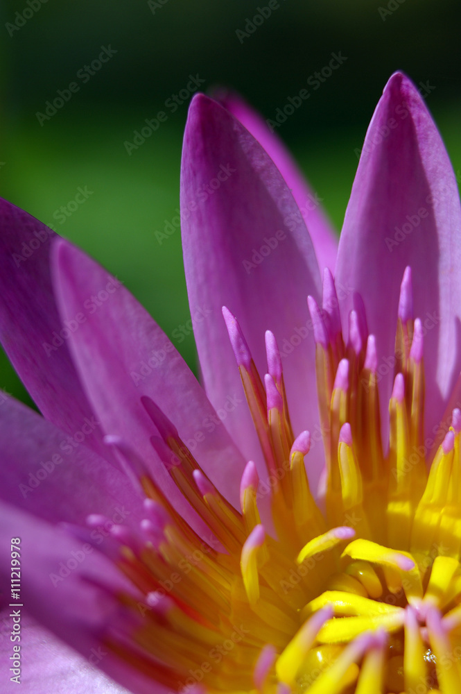 Water Lily Water Lily