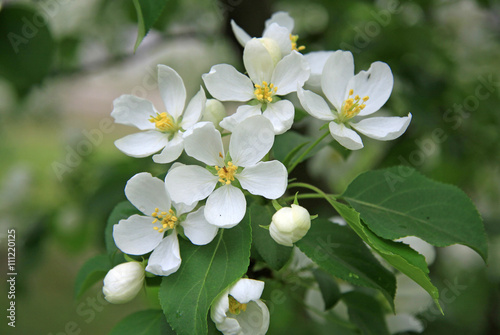 Flowers of the apple tree in spring