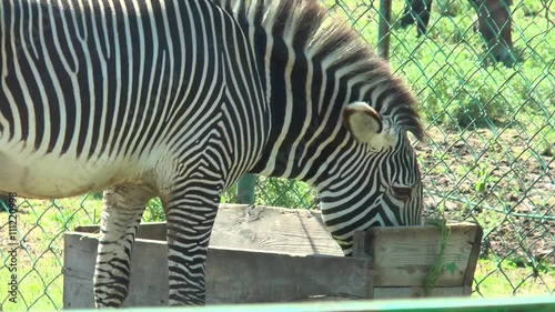 Wallpaper Mural Zebra eating from the trough Torontodigital.ca