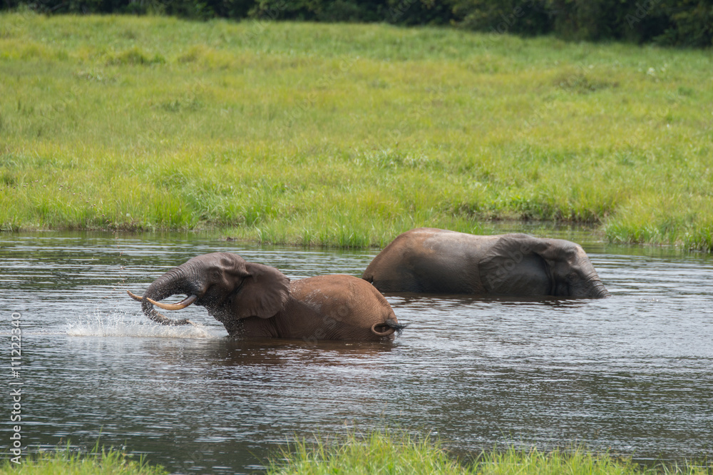 Two elephant splashing in water (Nouabal-Ndoki National Park, Republic of the Congo) Two elephant splashing in water (Nouabal-Ndoki National Park, Republic of the Congo)