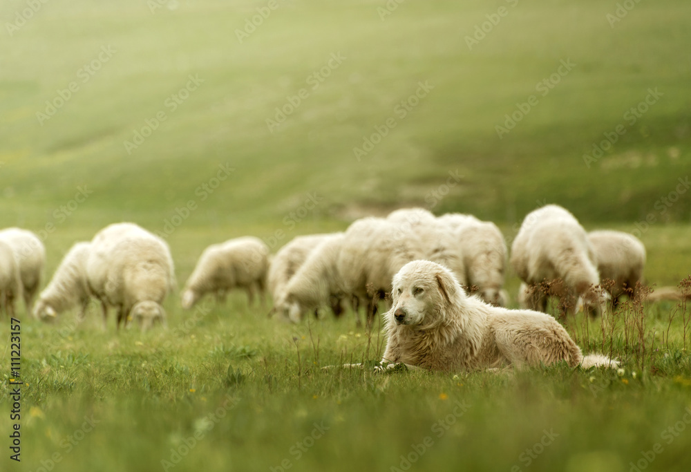 Fototapeta premium Cane pastore con gregge al pascolo