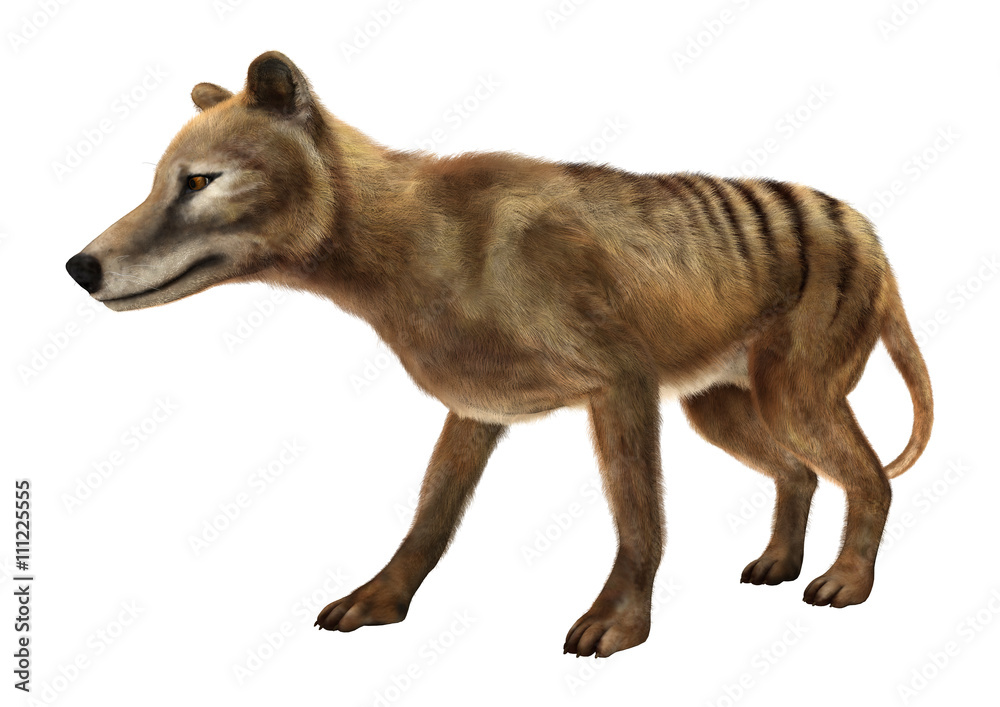 3D Rendering Thylacine on White