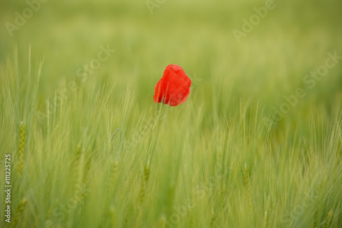 Poppies in green wheat field