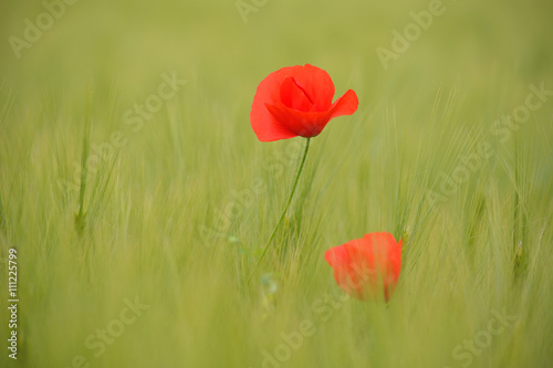 Poppies in green wheat field