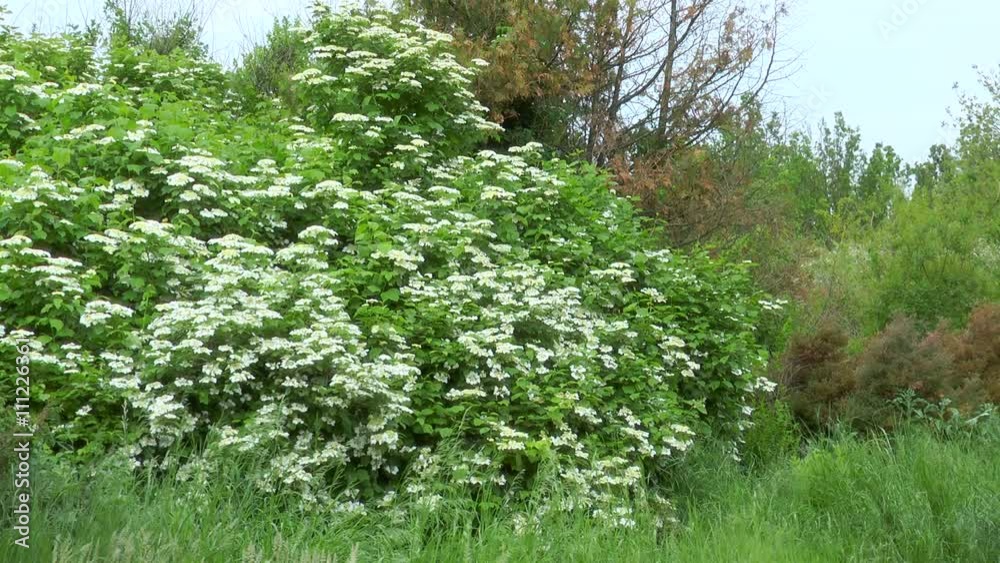 Shrub with white flowers Viburnum opulus Shrub with white flowers Viburnum opulus