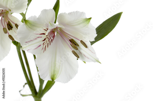 Fototapeta Naklejka Na Ścianę i Meble -  close-up shot of a white flower.
