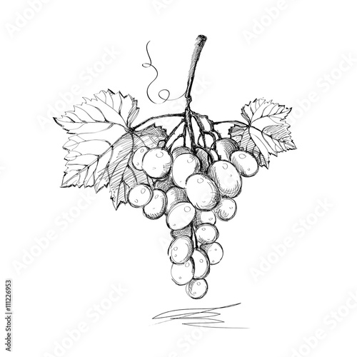 Grapes. Graphics. Illustration. Vector.