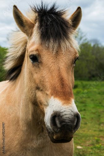 Portrait cheval crinière bicolore