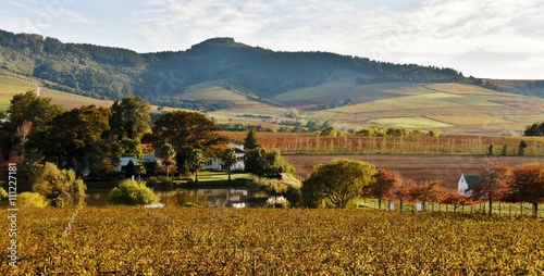 Landscape with vineyards in autumn colors photo