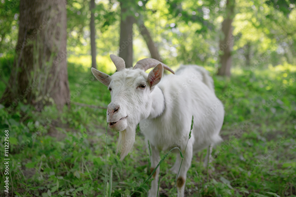 white goat grazing in a green oasis. close-up portrait