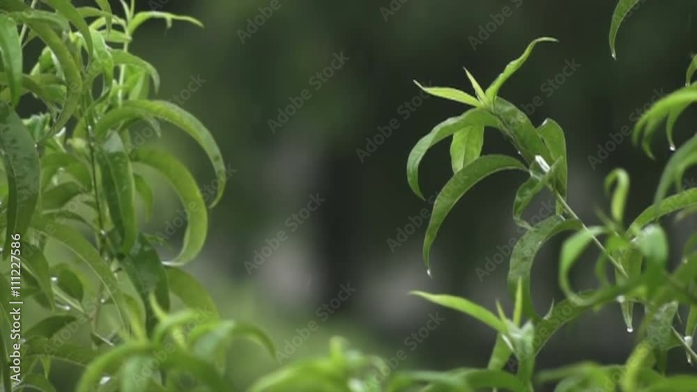 Raining on tree leaves