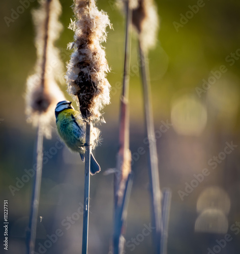 Blue tit helping with seed dispersal on a bulrush photo