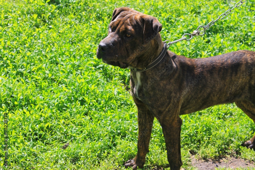 Pit bull terrier on walk 