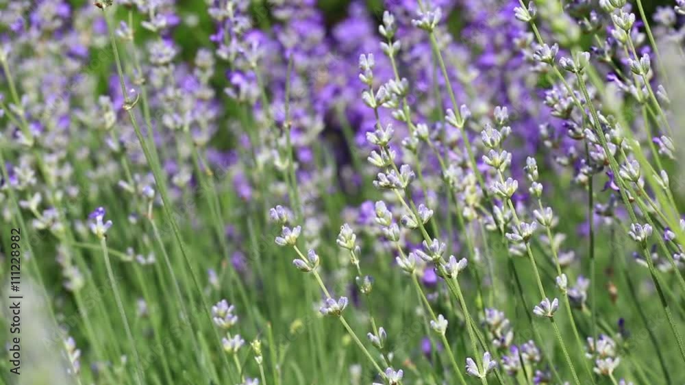 lavender flowers on the field swaying in the wind lavender flowers on the field swaying in the wind
