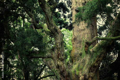 Trunk of old cedar