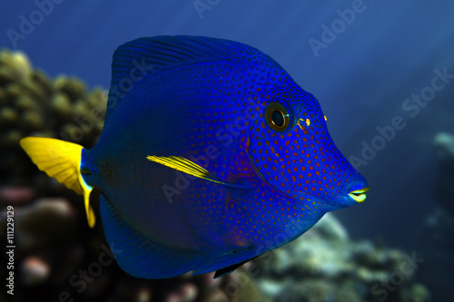 Fototapeta Naklejka Na Ścianę i Meble -  Yellowtail tang - (Zebrasoma xanthurum) close up  and coral reef - Red Sea
