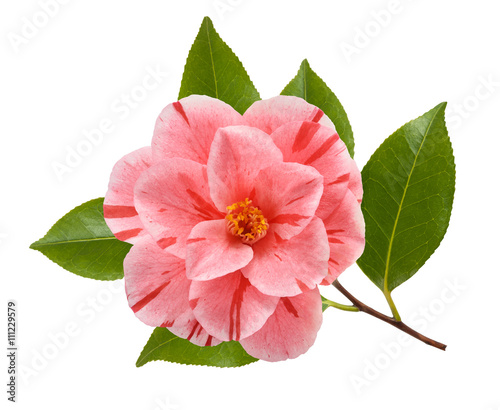 Fotografie, Obraz camellia flower