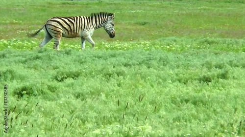 Zebra walking on green grass in the steppe