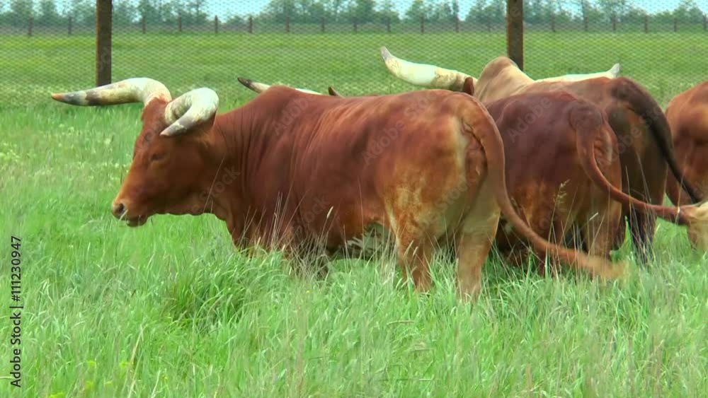 The Group of African red bulls Watussi in the steppe The Group of African red bulls Watussi in the steppe