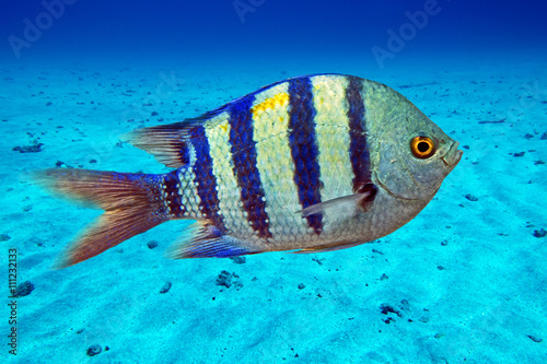 Sergeant Major (Abudefduf saxatilis) - sea fish on the coral reef - Red Sea