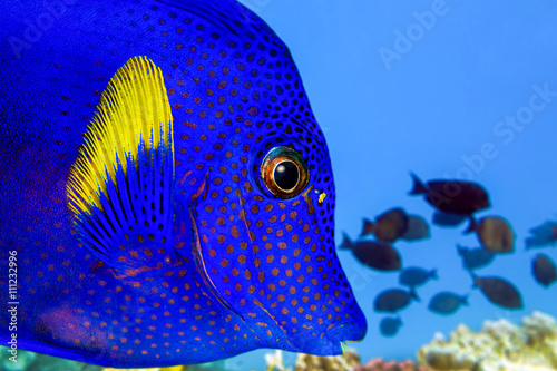 Yellowtail tang - (Zebrasoma xanthurum)- sea fish close up photo