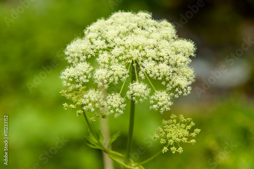 hemlock