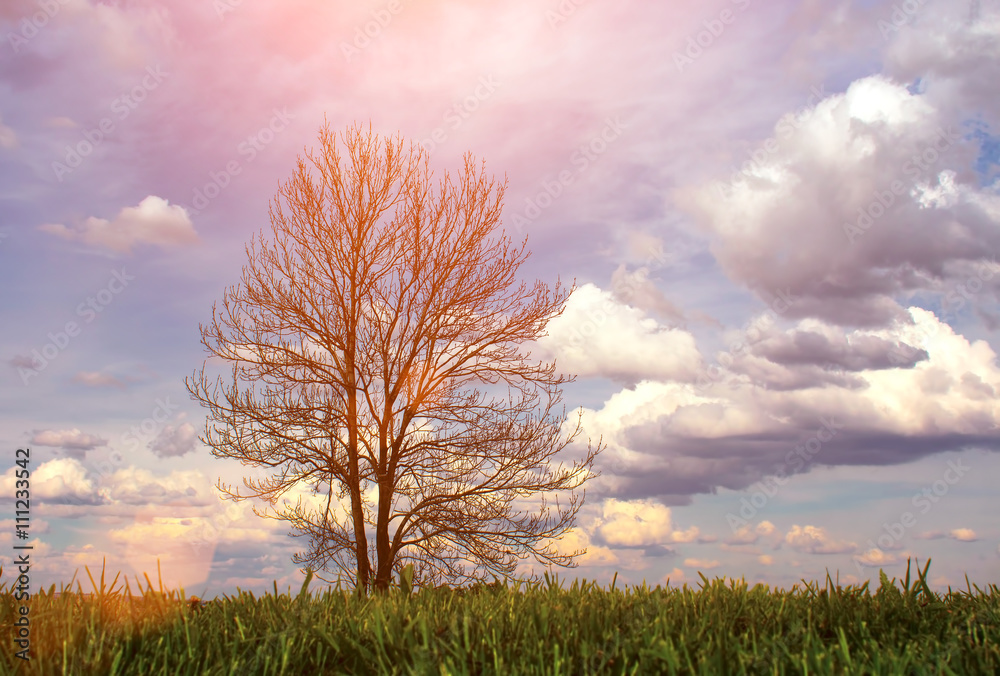 Obraz premium The tree and clouds.