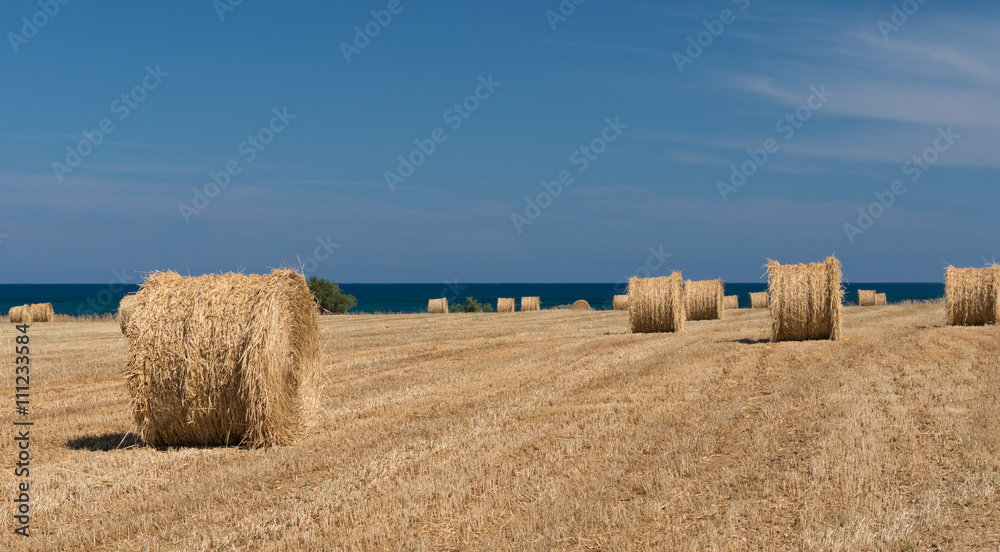 Filed of Round bales of hay after harvesting
