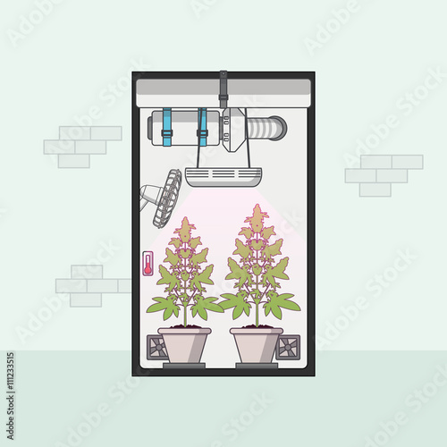 Quality Flat Design of medical cannabis growing indoor in growbox. Vector illustration