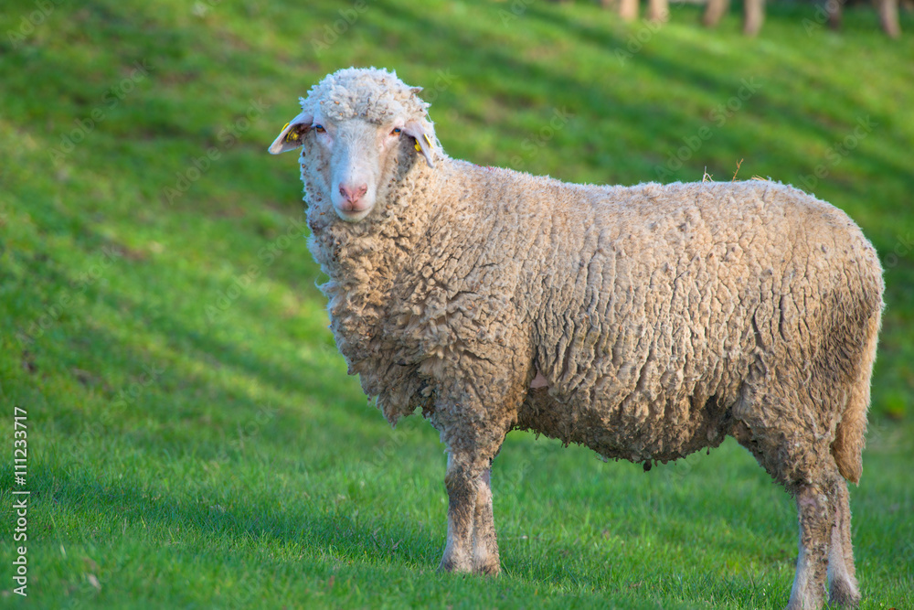 Obraz premium Sheep on meadow