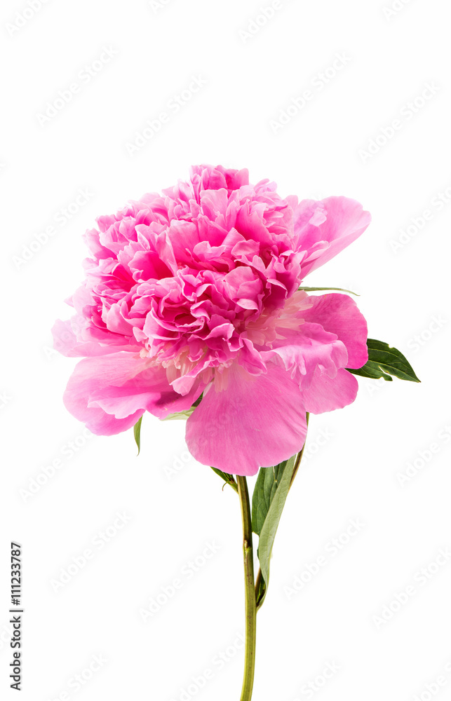 pink peony isolated pink peony isolated