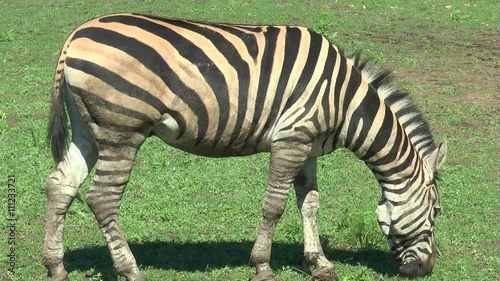 Wallpaper Mural Zebra grazing in a meadow with green grass Torontodigital.ca